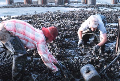 Gathering Oysters