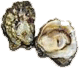 oyster shell open