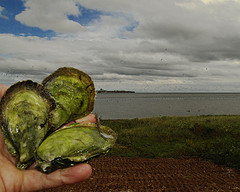 The surreal greens of Colville Bay oysters, looking over the red dirt of PEI to their home in the Souris River, as captured by Brian Kingzett